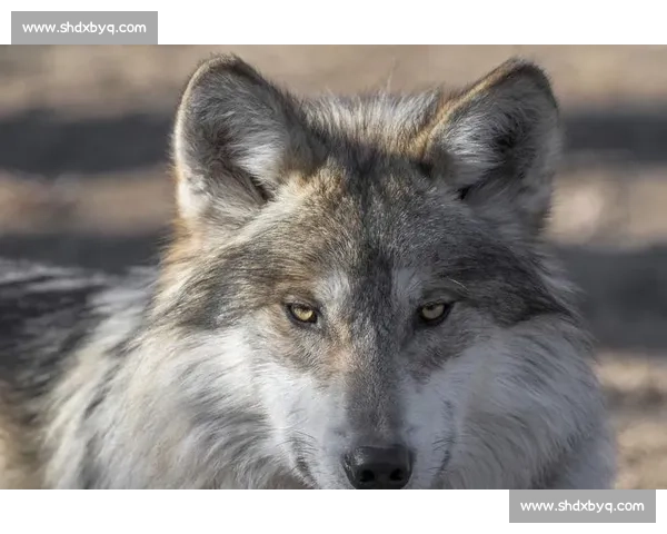 狼vs强敌生存对决策略心理与团队协作全面解析野性进化博弈实录 狼vs强敌生存对决策略心理与团队协作全面解析野性进化博弈实录